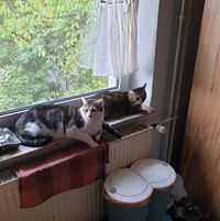 Profilbild von Sülocan Maho